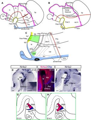 Tangential Intrahypothalamic Migration of the Mouse Ventral Premamillary Nucleus and Fgf8 Signaling